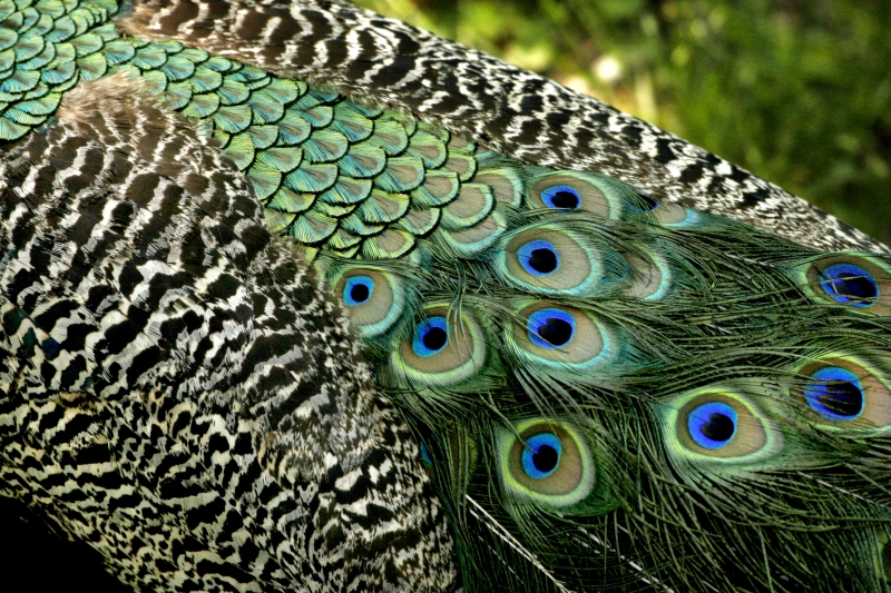 peacock 3 � Dave Hickey (hicspix)